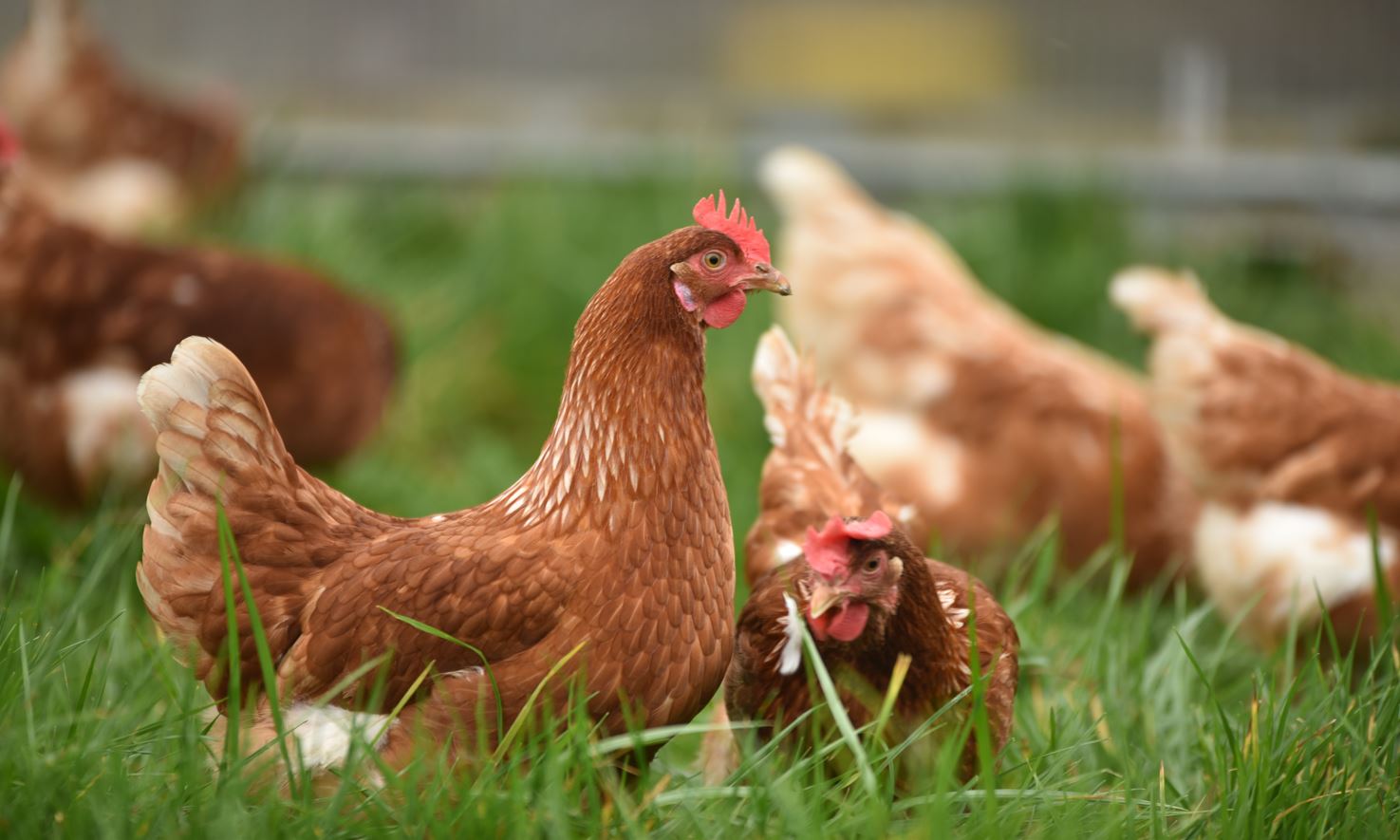 How to start a chicken farm in South Africa